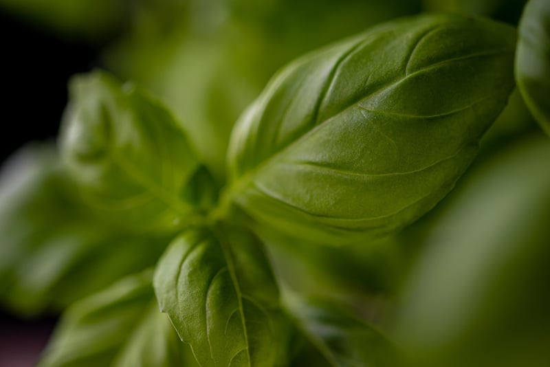 Indoor Herb Garden